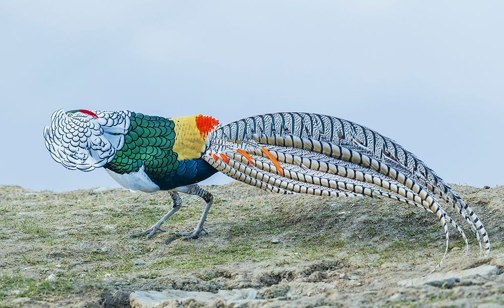 Lady Amhersts Pheasant Male In Full Courtship Display art print by Ken Archer for $57.95 CAD