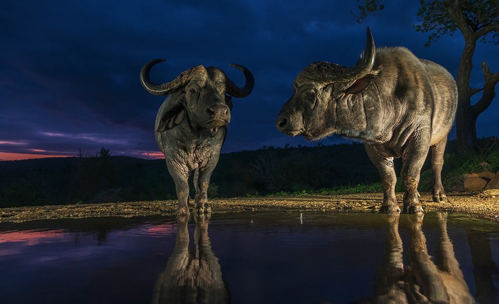 Cape Buffalo Bulls Quinch Their Thirst At Dusk art print by Ken Archer for $57.95 CAD