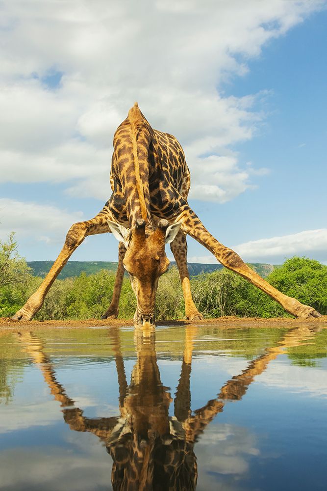 Cape Giraffe Getting A Drink Of Water art print by Ken Archer for $57.95 CAD