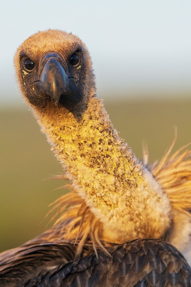White-Backed Vulture, Morning Close-Up art print by Ken Archer for $57.95 CAD