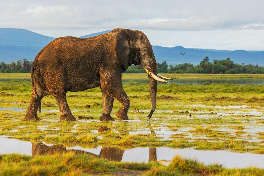African Elephant, Walks Through Savannah After Evening Rain Showers art print by Ken Archer for $57.95 CAD