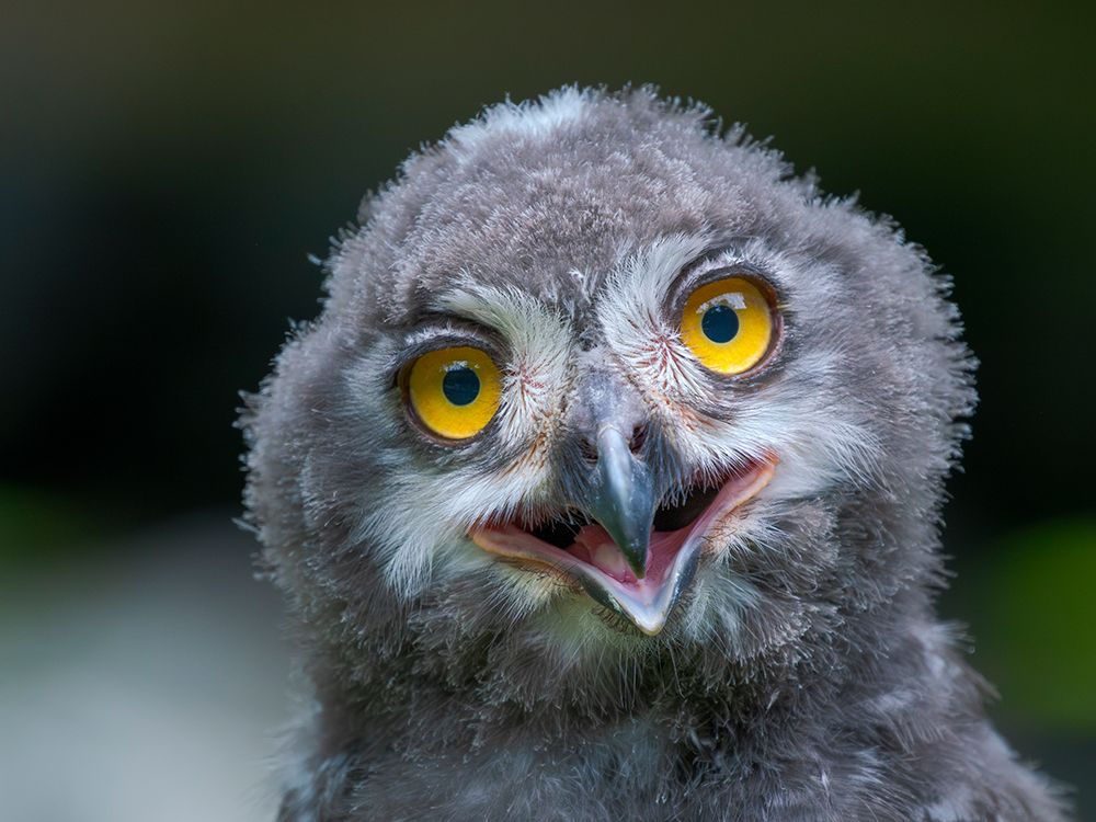 Chick Of A Snowy Owl (Bubo Scandiacus) App 8 Weeks Old. Europe, Germany, Bavaria, Hellabrunn Zoo art print by Martin Zwick for $57.95 CAD