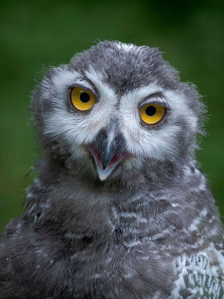Chick Of A Snowy Owl (Bubo Scandiacus) App 10 Weeks Old. Europe, Germany, Bavaria, Hellabrunn Zoo art print by Martin Zwick for $57.95 CAD