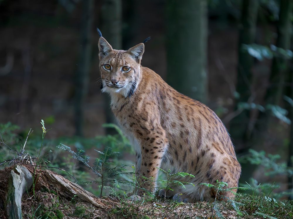 Eurasian Lynx (Lynx Lynx ) In The National Park Bavarian Forest (Bayerischer Wald)(Enclosure) art print by Martin Zwick for $57.95 CAD