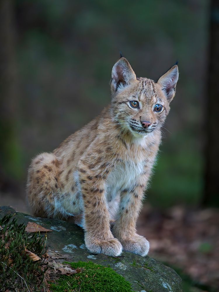 Young Eurasian Lynx (Lynx Lynx ) App 10 Weeks Old. Europe, Central Europe, Germany, Bavaria art print by Martin Zwick for $57.95 CAD