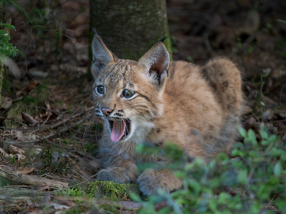 Young Eurasian Lynx (Lynx Lynx ) App 10 Weeks Old. Europe, Central Europe, Germany, Bavaria art print by Martin Zwick for $57.95 CAD