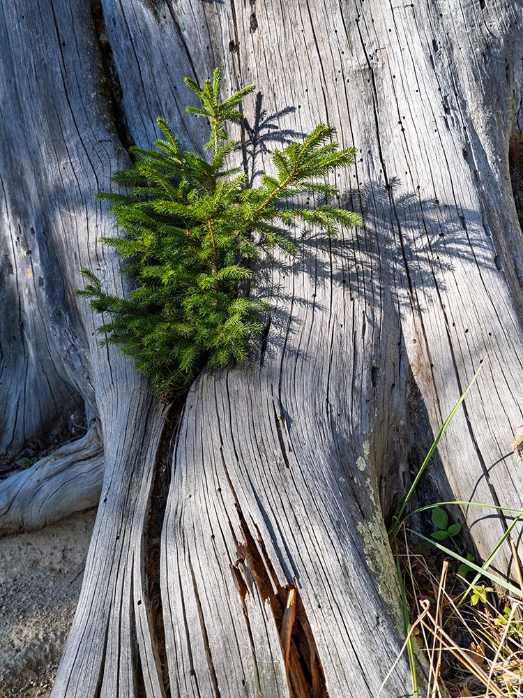 Woody Debris Or Dead Wood In National Park Limestone Alps Alpstein.. Europe, Central Europe, Austria art print by Martin Zwick for $57.95 CAD