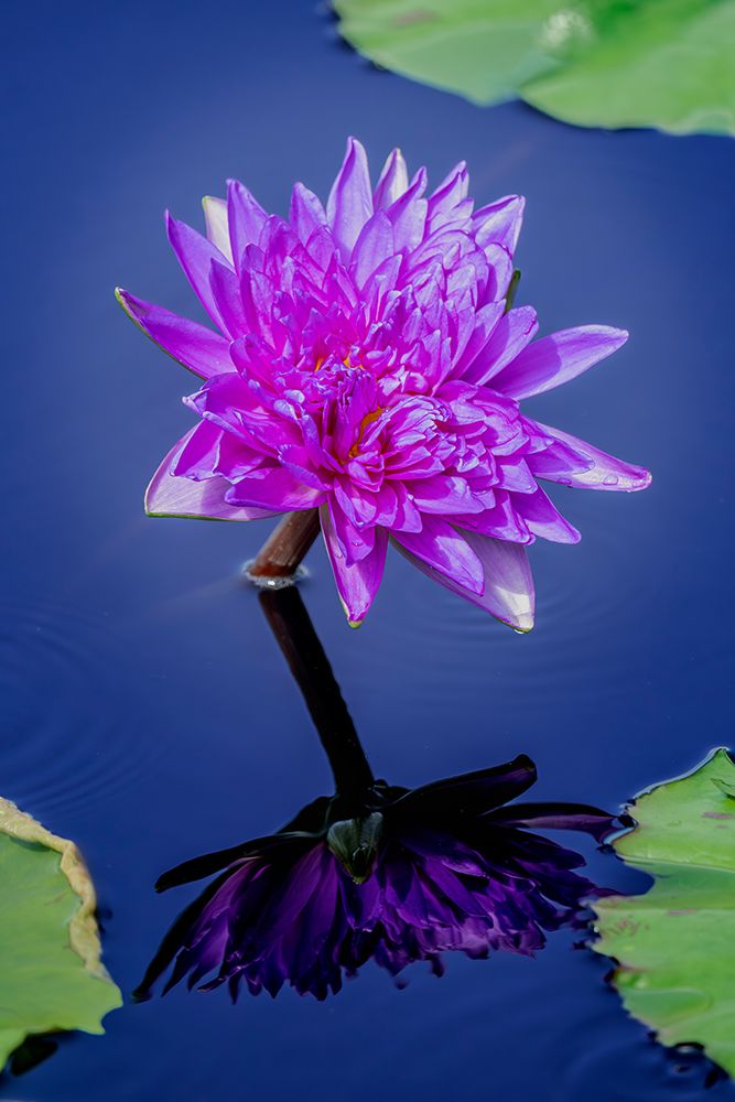 Purple Water Lily In A Pond, USA art print by James Engelbrecht for $57.95 CAD