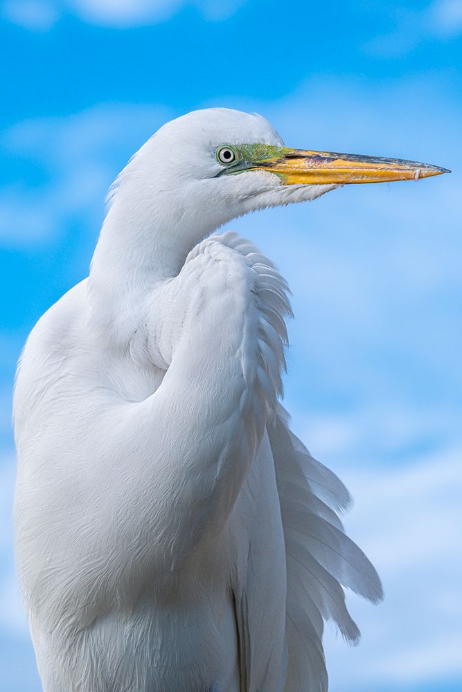 Majestic Great Egret Against A Vibrant Blue Sky - Stunning Bird Photography art print by James Engelbrecht for $57.95 CAD