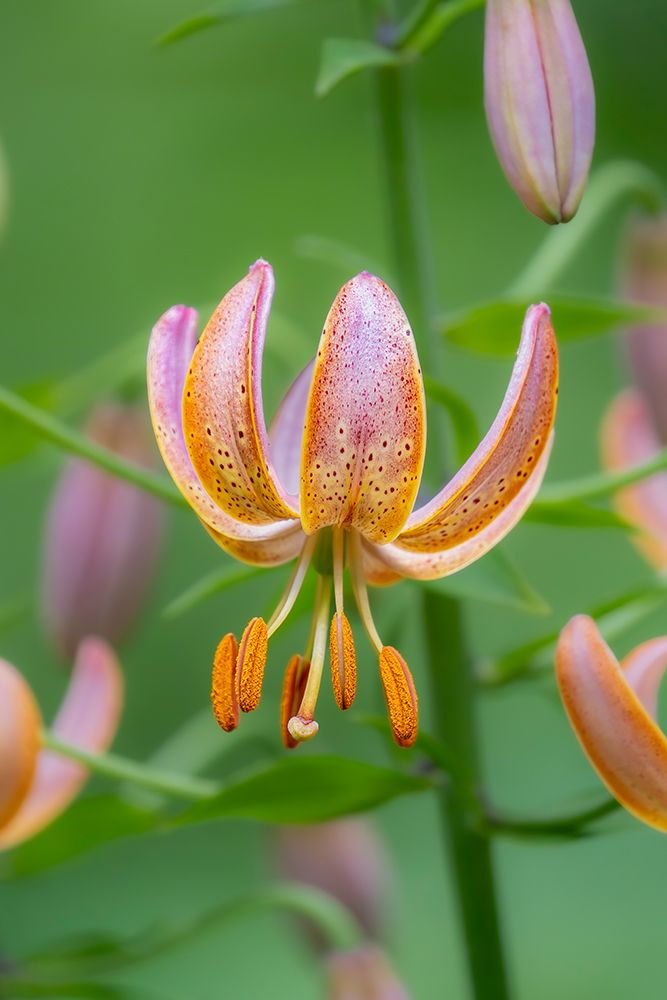 Closeup Of A Flowering Orange Martagon Lily, USA art print by James Engelbrecht for $57.95 CAD
