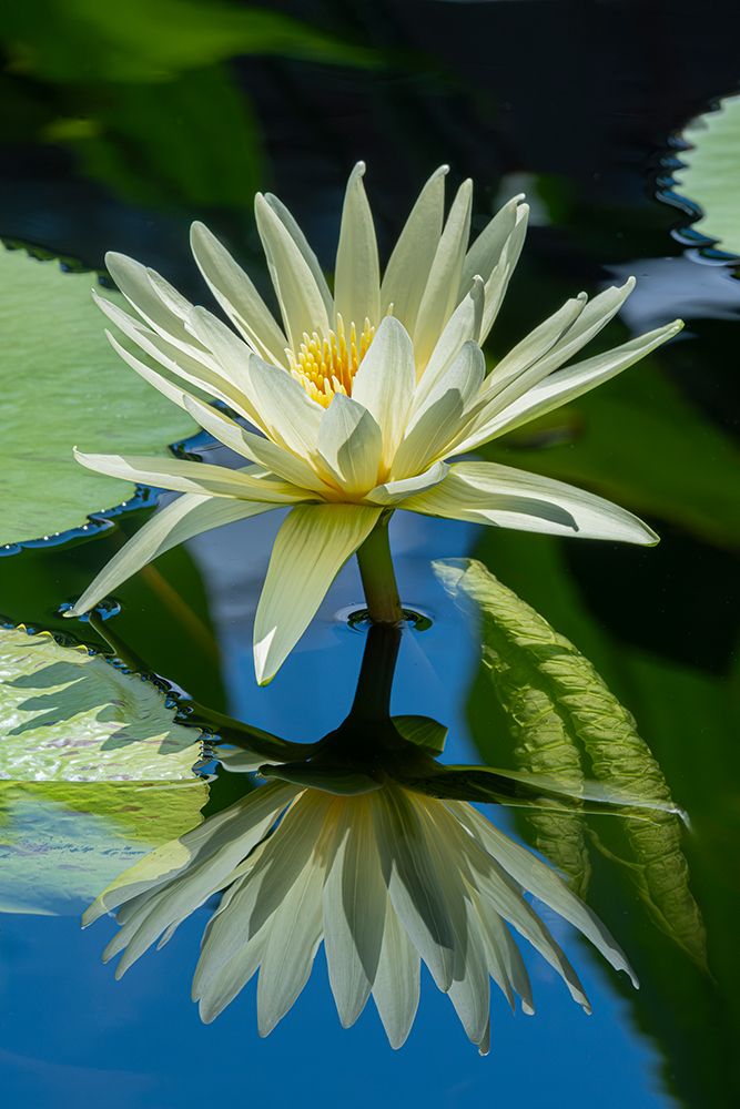 Yellow Water Lily In A Pond, USA art print by James Engelbrecht for $57.95 CAD