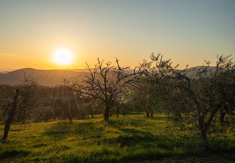 Pear Flowers In Bloom In The Olive Orchard For Spring, Pelago, Tuscany, Italy art print by Maresa Pryor-Luzier for $57.95 CAD