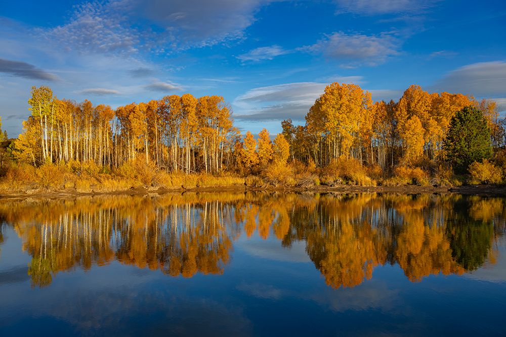 Golden Autumn Aspen Reflect In The Deschutes River Near Bend, Oregon, USA. art print by Ric Ergenbright for $57.95 CAD