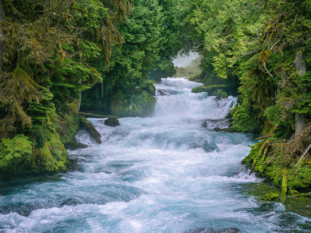 Sahalie Falls Rapids, Mckenzie River, Oregon Cascade Range, Willamette National Forest art print by Ric Ergenbright for $57.95 CAD