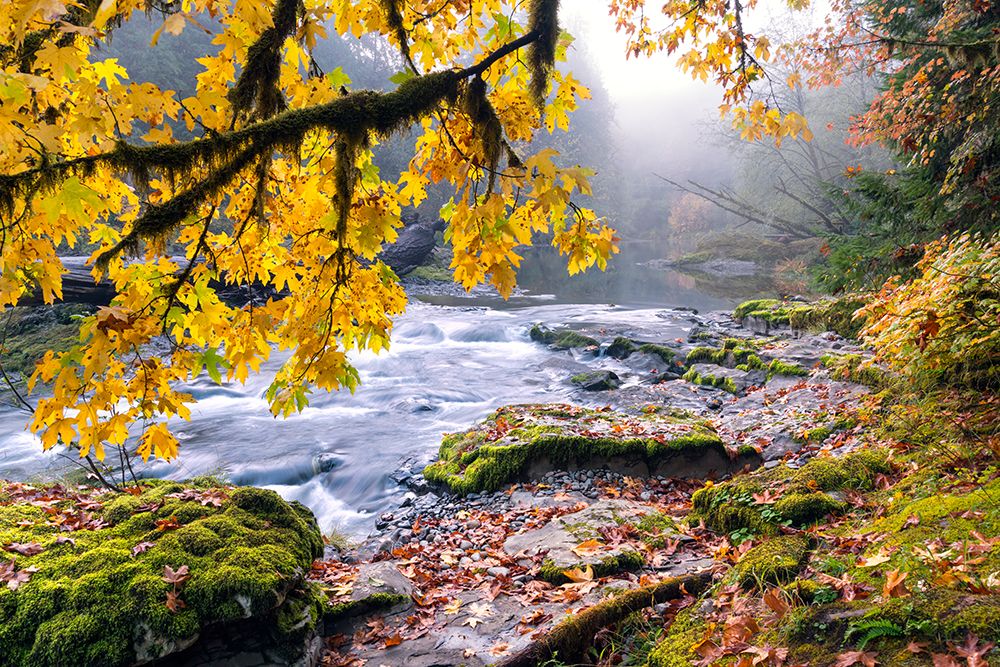 Autumn Broad Leaf Maple On Foggy Morning, South Santiam River, Willamette River art print by Ric Ergenbright for $57.95 CAD