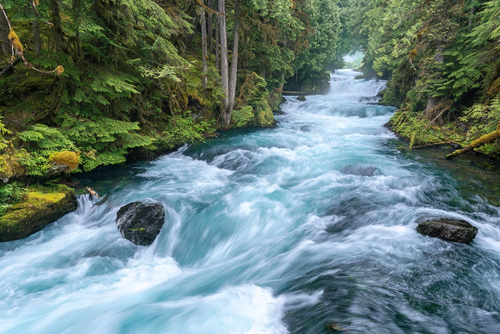 Mckenzie River Rapids Below Sahalie Falls, Oregon Cascade Range, Willamette National Forest art print by Ric Ergenbright for $57.95 CAD