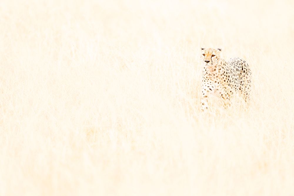 Africa, East Africa, Kenya, Maasi Mara National Reserve, Cheetah, Acinonyx Jubatus art print by Ellen B Goff for $57.95 CAD