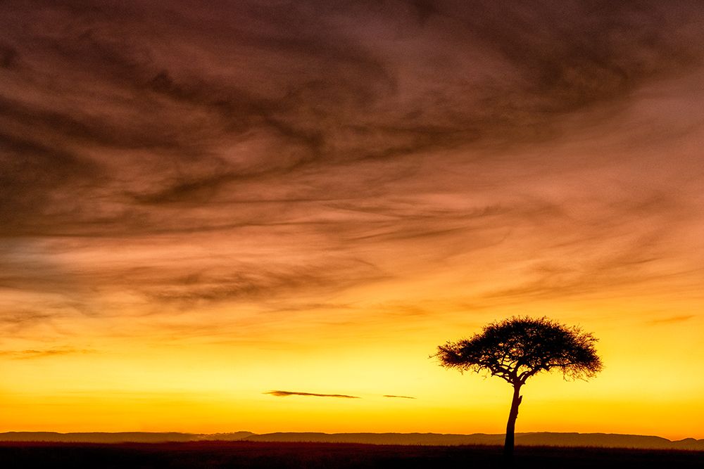 Africa, East Africa, Kenya, Maasi Mara. A Single Tree Stands Out In The Orange Morning Light.. art print by Ellen B Goff for $57.95 CAD