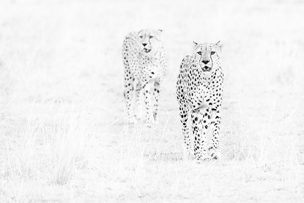 Africa, East Africa, Kenya, Maasi Mara National Reserve, Cheetah, Acinonyx Jubatus art print by Ellen B Goff for $57.95 CAD
