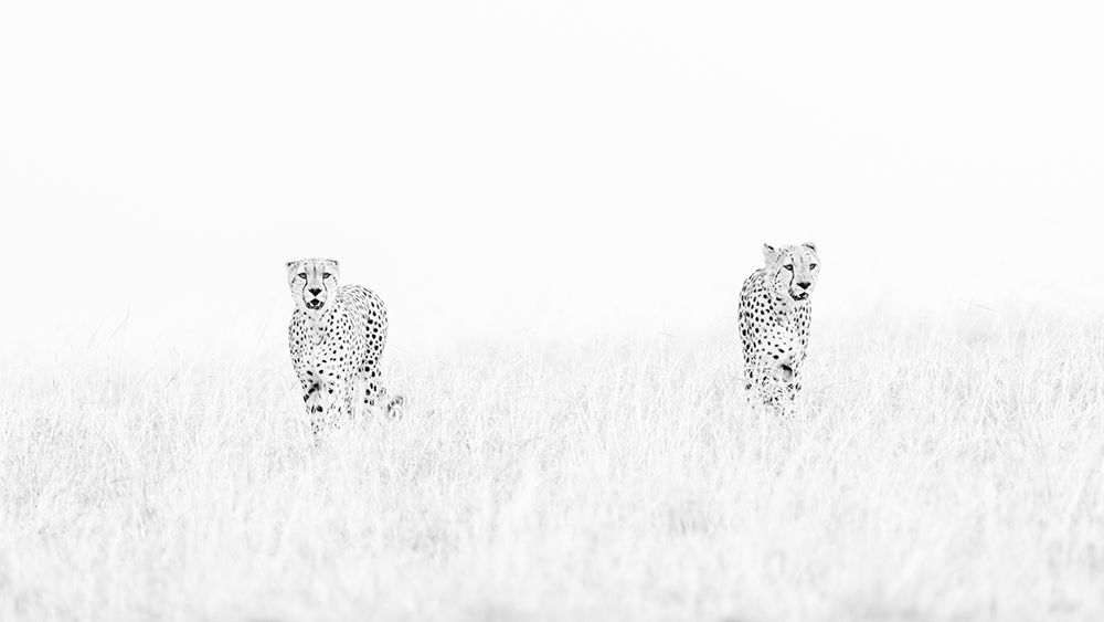 Africa, East Africa, Kenya, Maasi Mara National Reserve, Cheetah, Acinonyx Jubatus art print by Ellen B Goff for $57.95 CAD