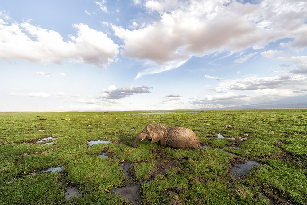 Africa, East Africa, Kenya, Amboseli National Park, African Bush Elephant, Loxodonta Africana art print by Ellen B Goff for $57.95 CAD