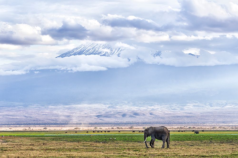 Africa, East Africa, Kenya, Amboseli National Park, African Bush Elephant, Loxodonta Africana art print by Ellen B Goff for $57.95 CAD