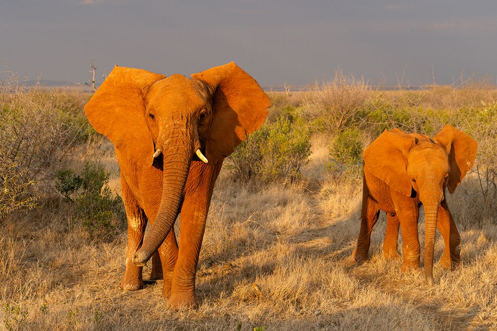 Africa, East Africa, Kenya, Tsavo National Park, African Bush Elephant, Loxodonta Africana art print by Ellen B Goff for $57.95 CAD