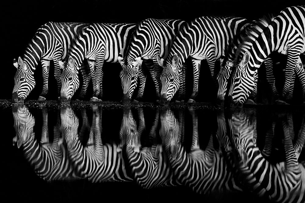 Africa, East Africa, Kenya, Great Rift Valley, Olkirimatian Conservancy, Plains Zebra, Equus Quagga art print by Ellen B Goff for $57.95 CAD