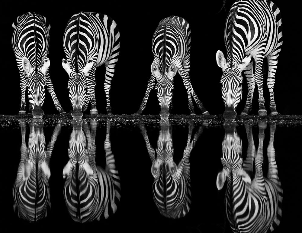 Africa, East Africa, Kenya, Great Rift Valley, Olkirimatian Conservancy, Plains Zebra, Equus Quagga art print by Ellen B Goff for $57.95 CAD