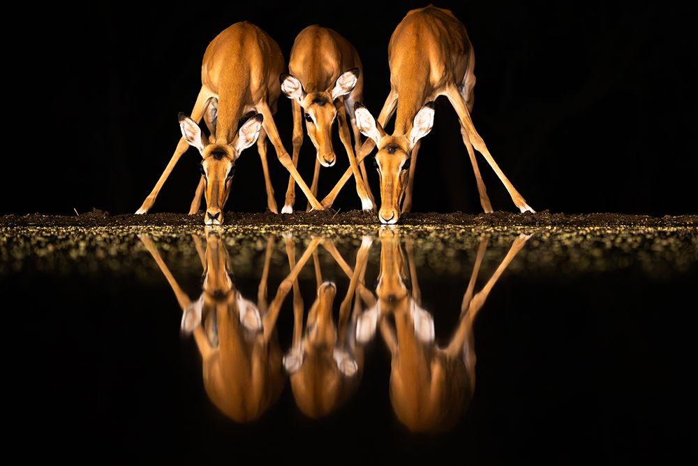 Africa, East Africa, Kenya, Great Rift Valley, Olkirimatian Conservancy, Impala, Aepyceros Melampus art print by Ellen B Goff for $57.95 CAD