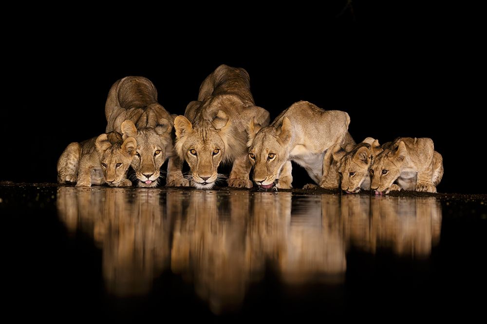 Africa, East Africa, Kenya, Great Rift Valley, Olkirimatian Conservancy, Lion, Panthera Leo art print by Ellen B Goff for $57.95 CAD