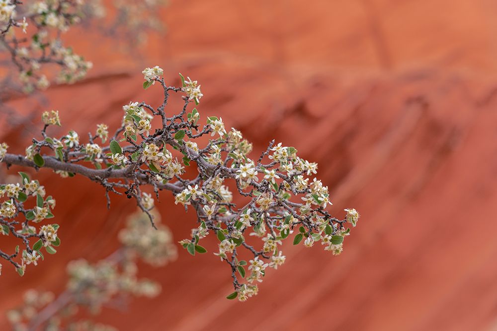 USA, Arizona, Vermilion Cliffs National Monument. Close-Up Of Blooming Utah Serviceberry Shrub. art print by Don Grall for $57.95 CAD