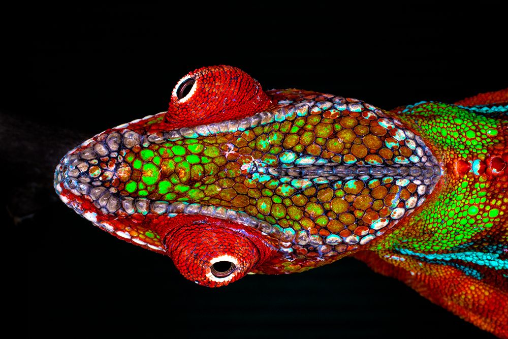 Madagascar. Overhead Close-Up Of Captive Panther Chameleon Head. art print by Jim Zuckerman for $57.95 CAD