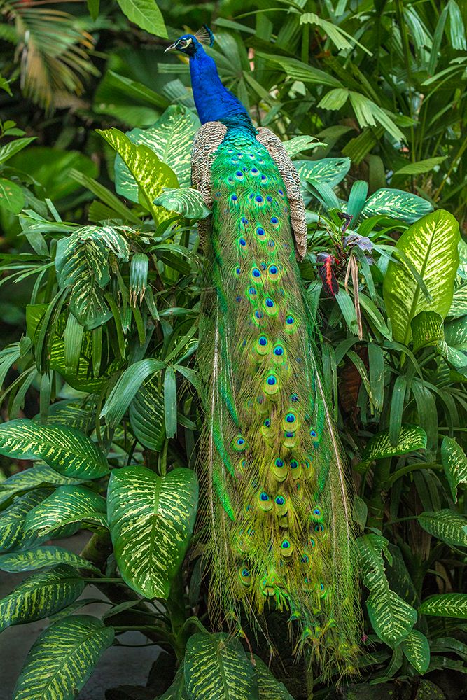 Sri Lanka. Rear View Of Male Peacock On Foliage With Folded Feathers. art print by Jim Zuckerman for $57.95 CAD