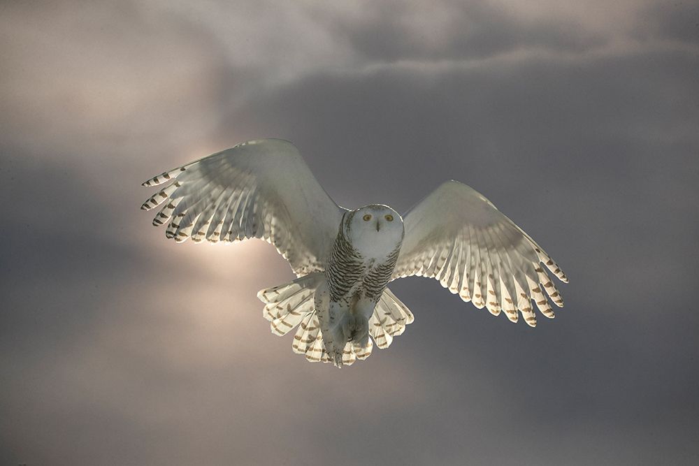 Canada, Ontario. Backlit Female Snowy Owl In Flight. Composite Image. art print by Jim Zuckerman for $57.95 CAD