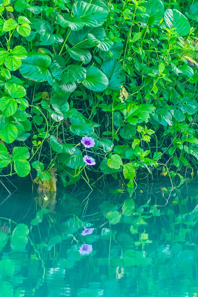 Fiji, Vanua Levu, Savasi Island Resort. Scenic With Plants And Flower Reflections In Water. art print by Cathy And Gordon Illg for $57.95 CAD