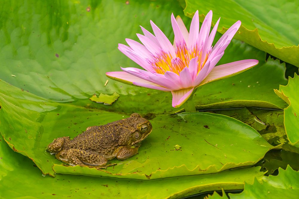 Fiji, Vanua Levu. Close-Up Of Cane Toad And Lotus Flower. art print by Cathy And Gordon Illg for $57.95 CAD