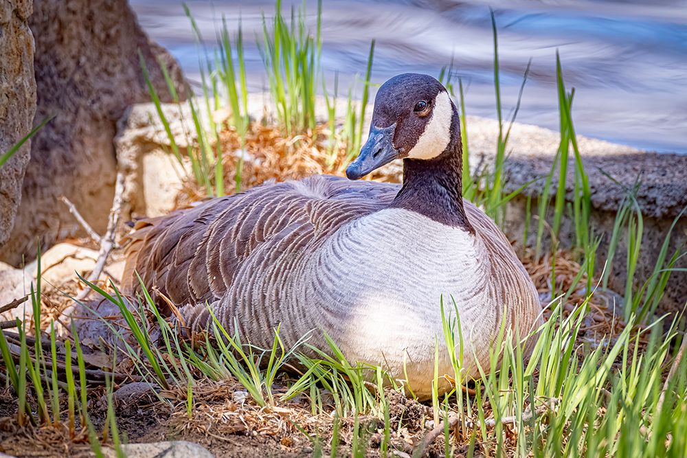 USA, Colorado, Fort Collins. Close-Up Of Canada Goose On Nest. art print by Fred Lord for $57.95 CAD