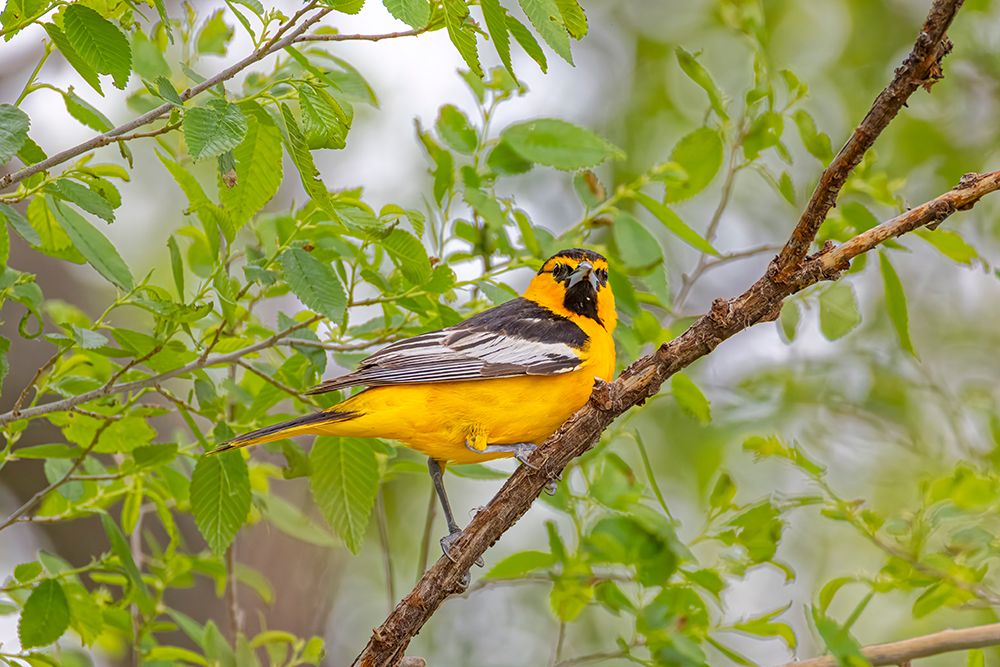 USA, Colorado, Pawnee National Grasslands. Close-Up Of Male Bullocks Oriole In Tree. art print by Fred Lord for $57.95 CAD