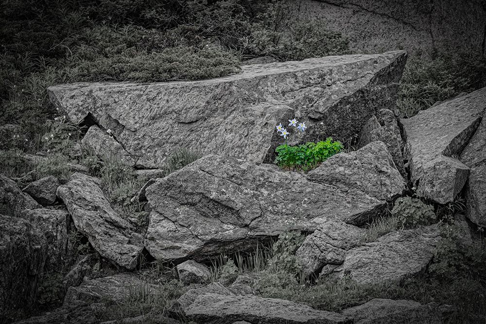 USA, Wyoming, Snowy Range. Scenic Of Columbine Flowers Amid Boulders. art print by Fred Lord for $57.95 CAD