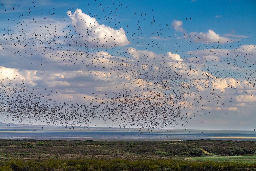 USA, New Mexico, Ted Turner Reserves. Swarm Of Mexican Free-Tailed Bats In Flight. art print by Cathy And Gordon Illg for $57.95 CAD