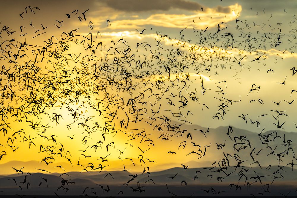 New Mexico, Ted Turner Reserves. Mexican Free-Tailed Bats In Flight At Sunset With Storm Clouds. art print by Cathy And Gordon Illg for $57.95 CAD