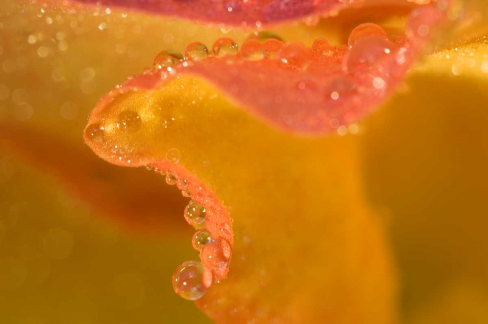 Abstract of flower petal edge in the rain art print by Nancy Rotenberg for $57.95 CAD