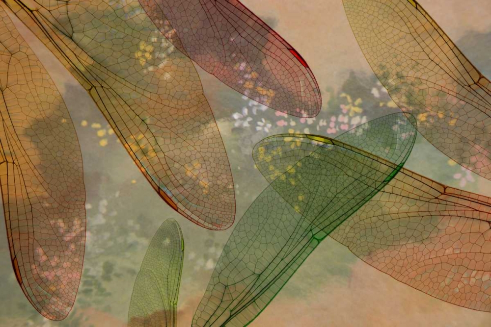 Montage abstract of dragonfly wings and flower art print by Don Paulson for $57.95 CAD
