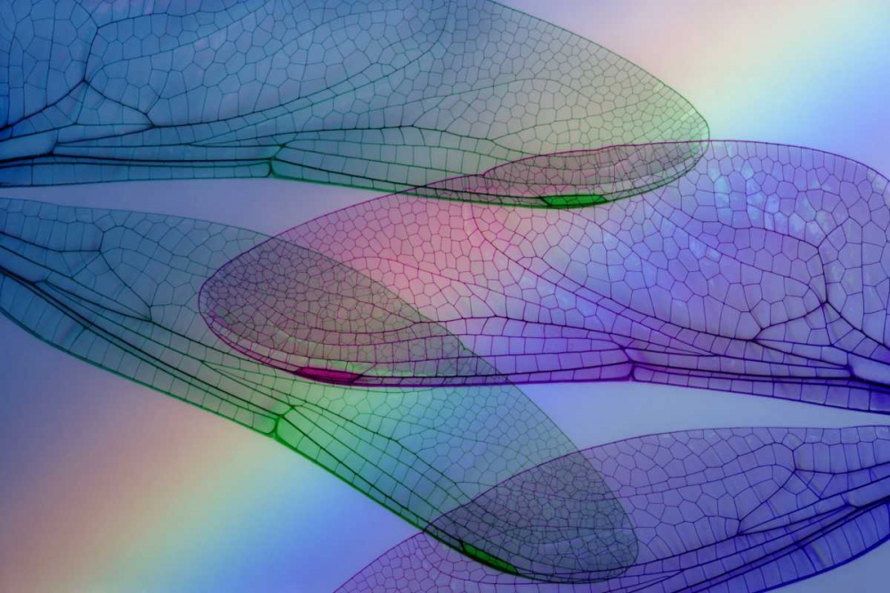 Abstract of dragonfly wings and rainbow art print by Don Paulson for $57.95 CAD