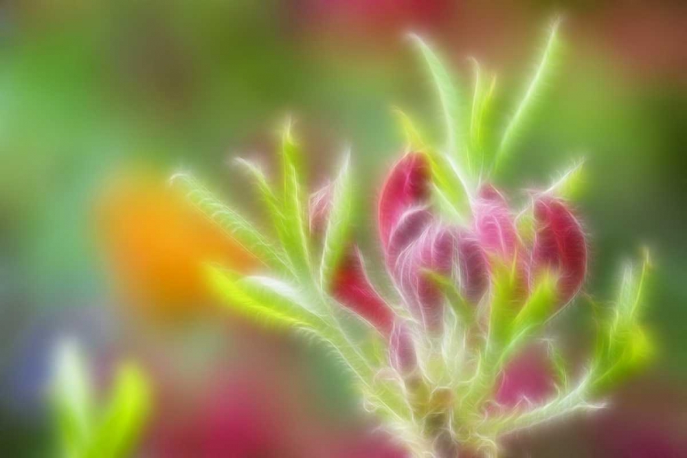Abstract close-up of azalea buds art print by Don Paulson for $57.95 CAD