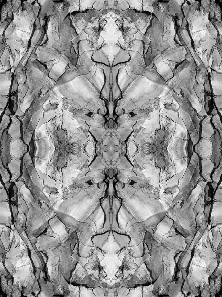 Black and white of quiver tree bark abstract art print by Jaynes Gallery for $57.95 CAD