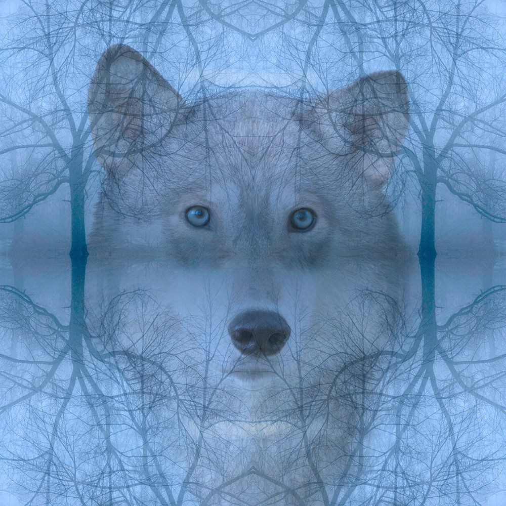 Wolf and skeleton trees montage art print by Jaynes Gallery for $57.95 CAD