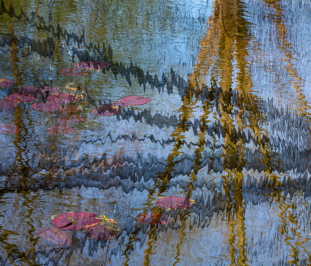 Lily pond reflection abstract art print by Jaynes Gallery for $57.95 CAD