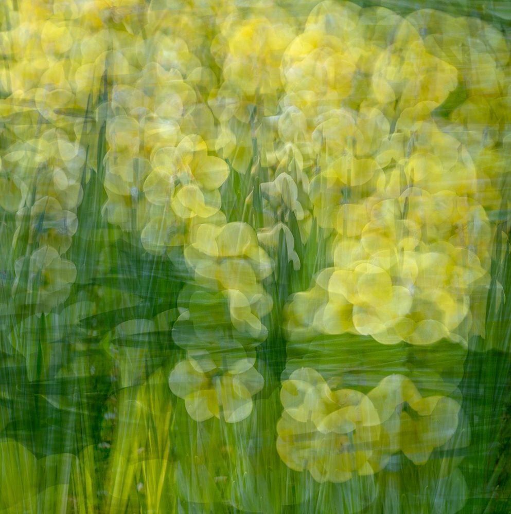 Yellow and green floral abstract art print by Jaynes Gallery for $57.95 CAD